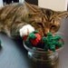Chocolate Covered Strawberries - 3 Catnip Toys