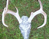 Rhinestone Deer Skull Texas Whitetail Deer