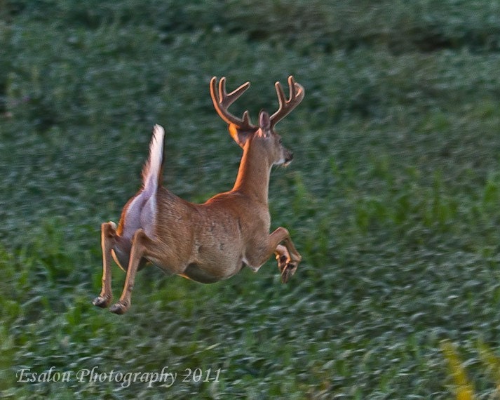 Buck whitetail deer running an 8x10 print mounted on Single Weight ...