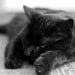 Lazy Black Cat a 5 x 7 original print in black and white mounted on Single Weight Matboard