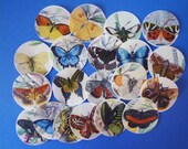 GORGEOUS Butterfly Wafer Paper Edible Images for cookies, cupcakes, cakes and chocolates