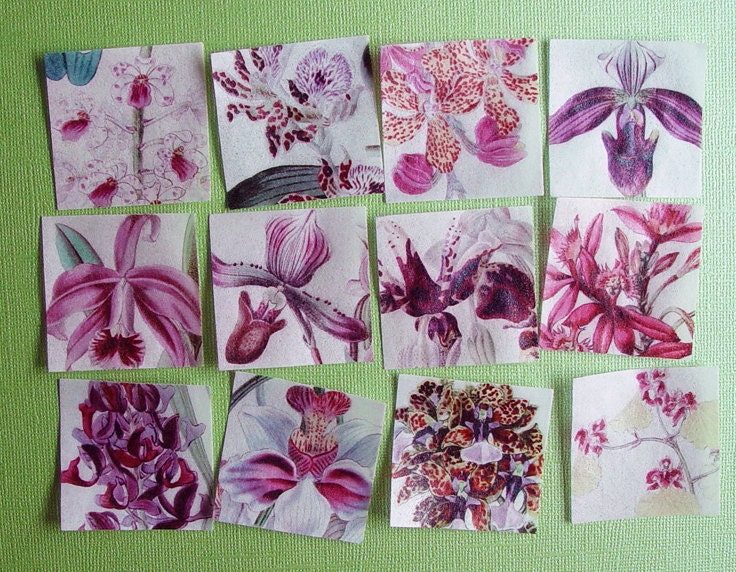 Vintage Orchid Botanical Print edible image wafer papers for your iced cookies, fondant, cupcakes, chocolate and cake