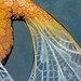 Art print, orange goldfish, with flowing white lace fins on blue stained birch wood