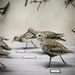 The Birds 5x7 Inch Fine Art Print