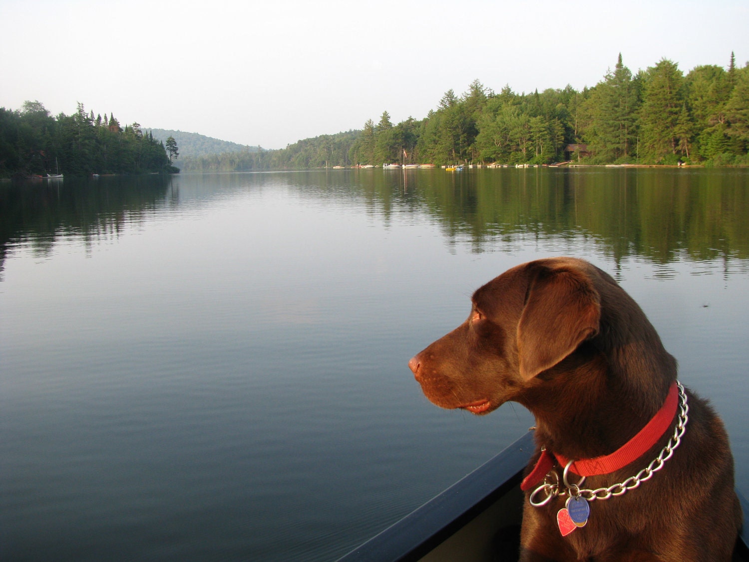 Enjoying the View - Chocolate Lab viewing Adirondack Lake in Canoe - 8 1/2 x 11 Fine Art Print