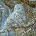 Winter Refuge 8.5x11 Signed Print