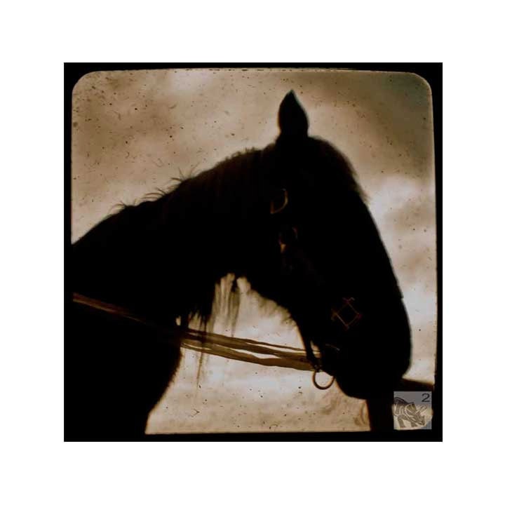 cheval.noir (5 x 5 Fine Art Print)