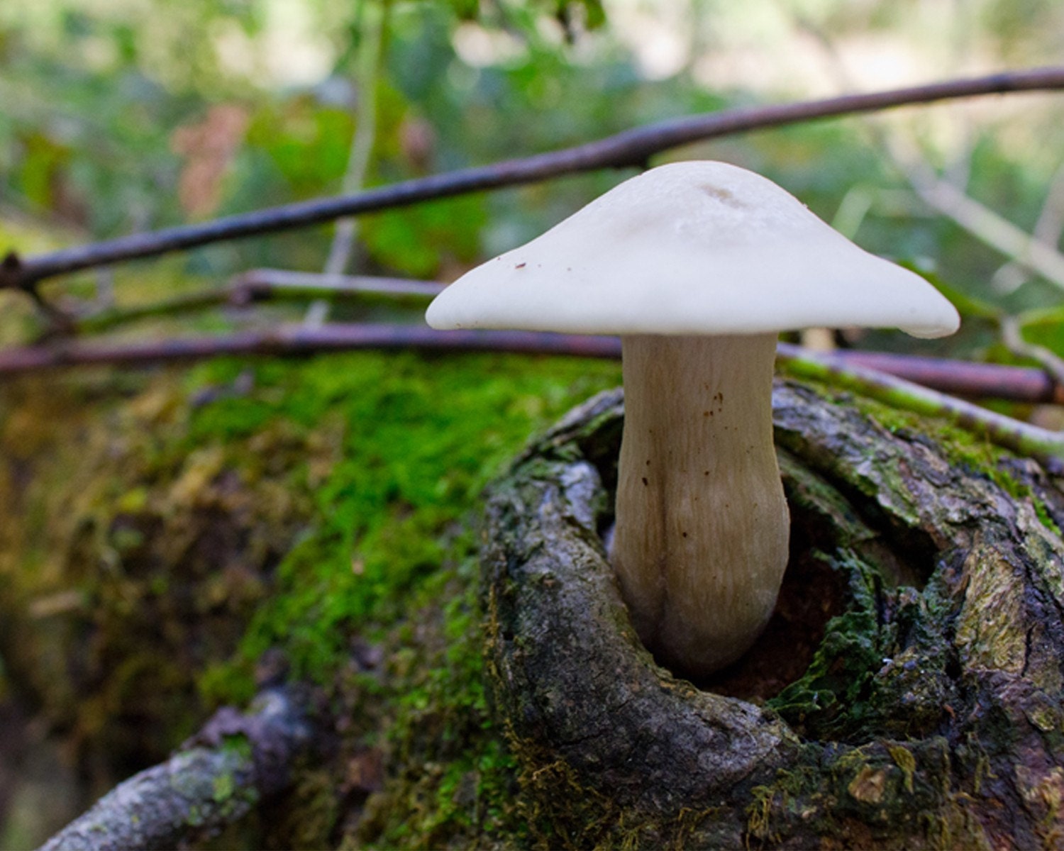 Nature Photography - Mushroom