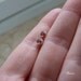 4 mm Natural Garnet Stud Earrings set in Goldfilled