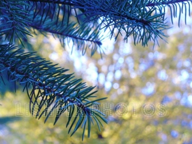 SPARKLE SPRUCE  6x8