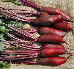Heirloom Cylindra Beet Seeds