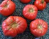 Organic Heirloom Brandywine, Sudduth's Strain, Tomato Seeds
