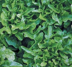 Organic Heirloom Baby Oakleaf Lettuce Seeds