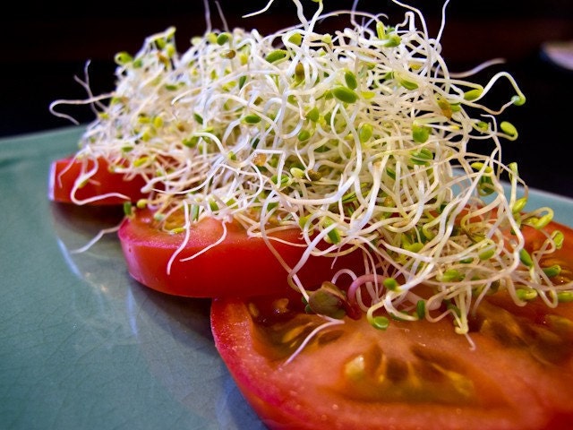 Sprouts - French Salad Mix Organic Sprout Seeds - 4 oz.