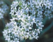 Organic Garlic Chive Seeds
