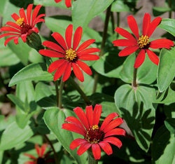 Red Spider Zinnia Flower Seeds