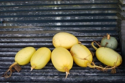 Vegetable Spaghetti Squash Seeds