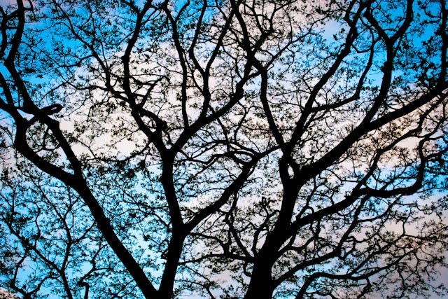 16x20 Blue Sky with Trees Photo by Kate Sexson FREE Shipping in USA