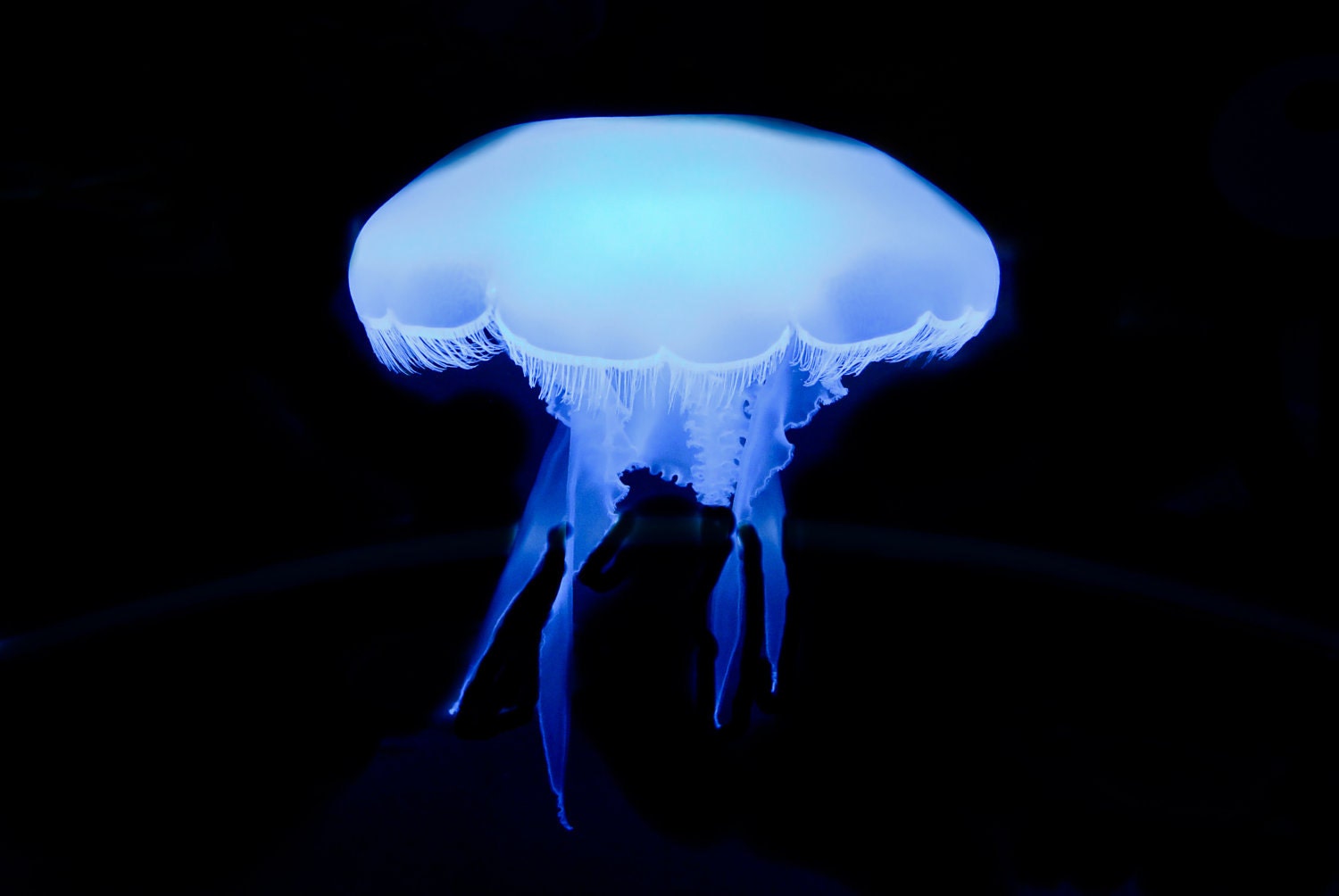 24x36 Jellyfish Photo by Kate Sexson FREE Shipping in USA