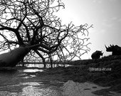 Rhino Fallen Tree 11x17 wild animal Digital Art