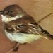 Eastern Phoebe - Tiny original oil painting