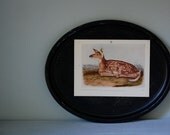 Vintage Audobon Print, White-Tailed Deer
