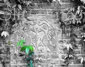 Green Leaves Black&White Garden Wall: 5x7 Original Photograph, Matted, Signed