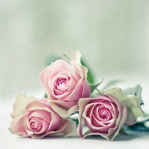 Roses Like Porcelain 5x5 Photo Print