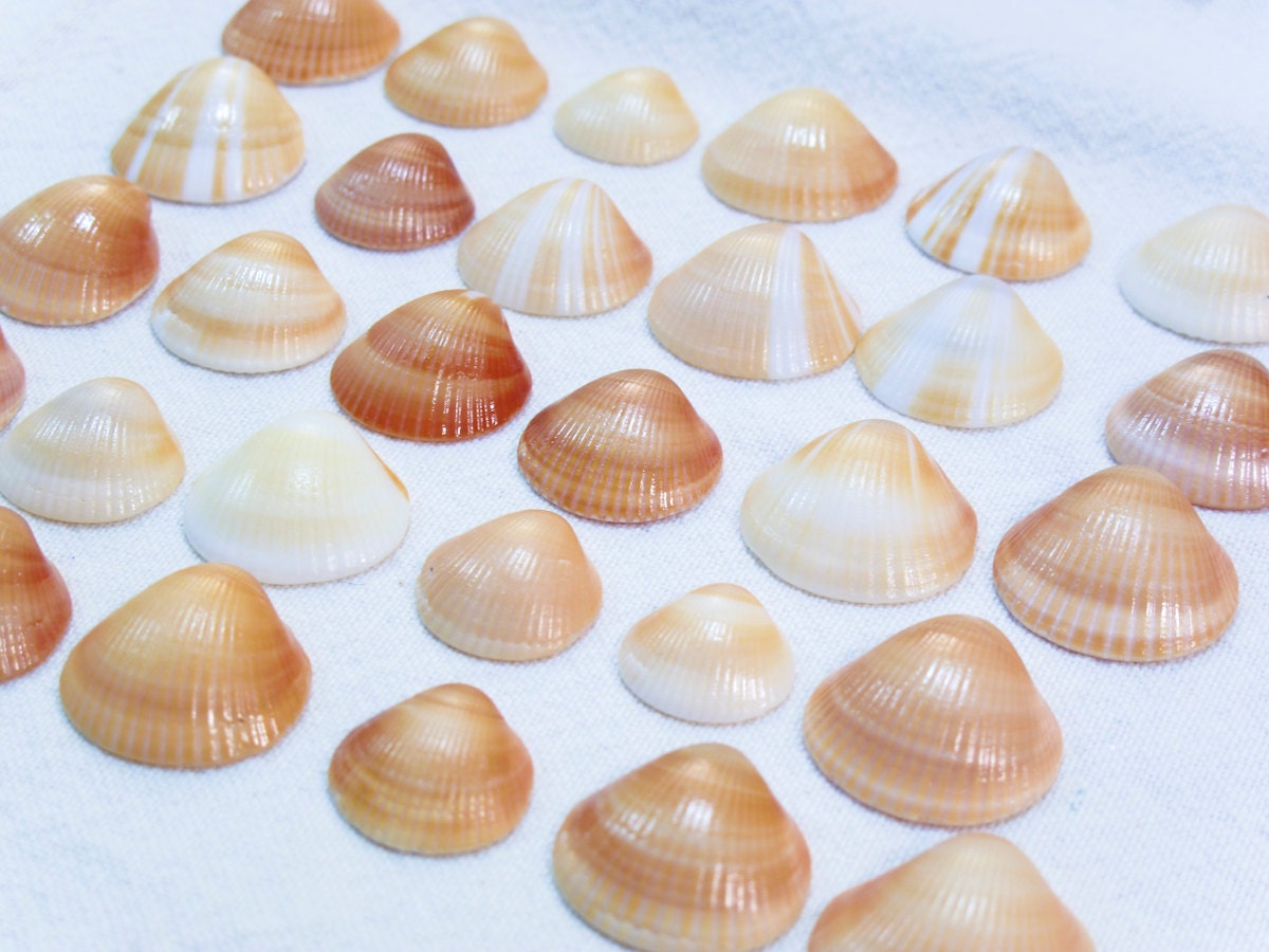 Clam Shells - 30 Orange, White & Brown Striped Clam Shells from Florida