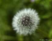 Macro Photography Flower Photograph Nature Photograph White Dandelion green wall art 4x6 Fine Art Photography Print
