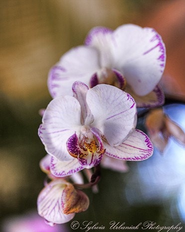 Flower Photo Art Print White Orchid Fine Art Photography Print Flower Photo 4x6 Wall Art