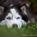dog photography dog portrait nature photography pet photograph siberian husky photo wall art 4x6 fine art photography print