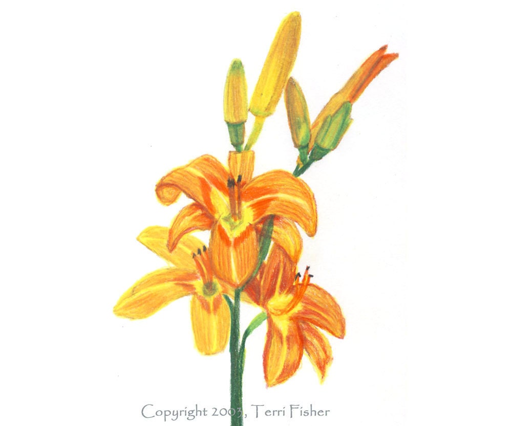 Orange and Yellow Tiger Lily Flower Card, Colored Pencil Drawing Note Card, spring garden lover, summer greeting card - SmilingCatStudio