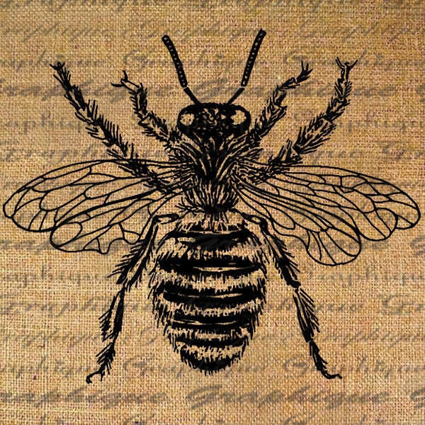 Large Bumble Bee Digital Image Download Sheet Transfer To Pillows Totes Tea Towels Burlap No. 2090