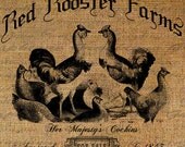Red Rooster Farm Hens Chickens Farming Cochins Animals Rural Digital Image Download Transfer To Pillows Totes Tea Towels Burlap No. 2566