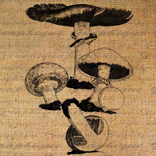 Portobello Mushroom Mushrooms Stages Botanical Digital Image Download Transfer To Pillows Tote Tea Towels Burlap No. 2622
