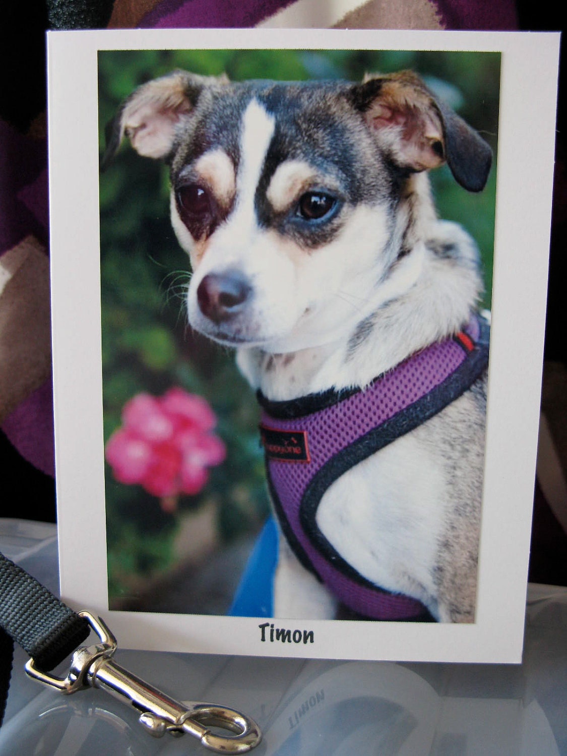 Timon - 100% Donation to Animal Charity - Rescue Dog Greeting Card