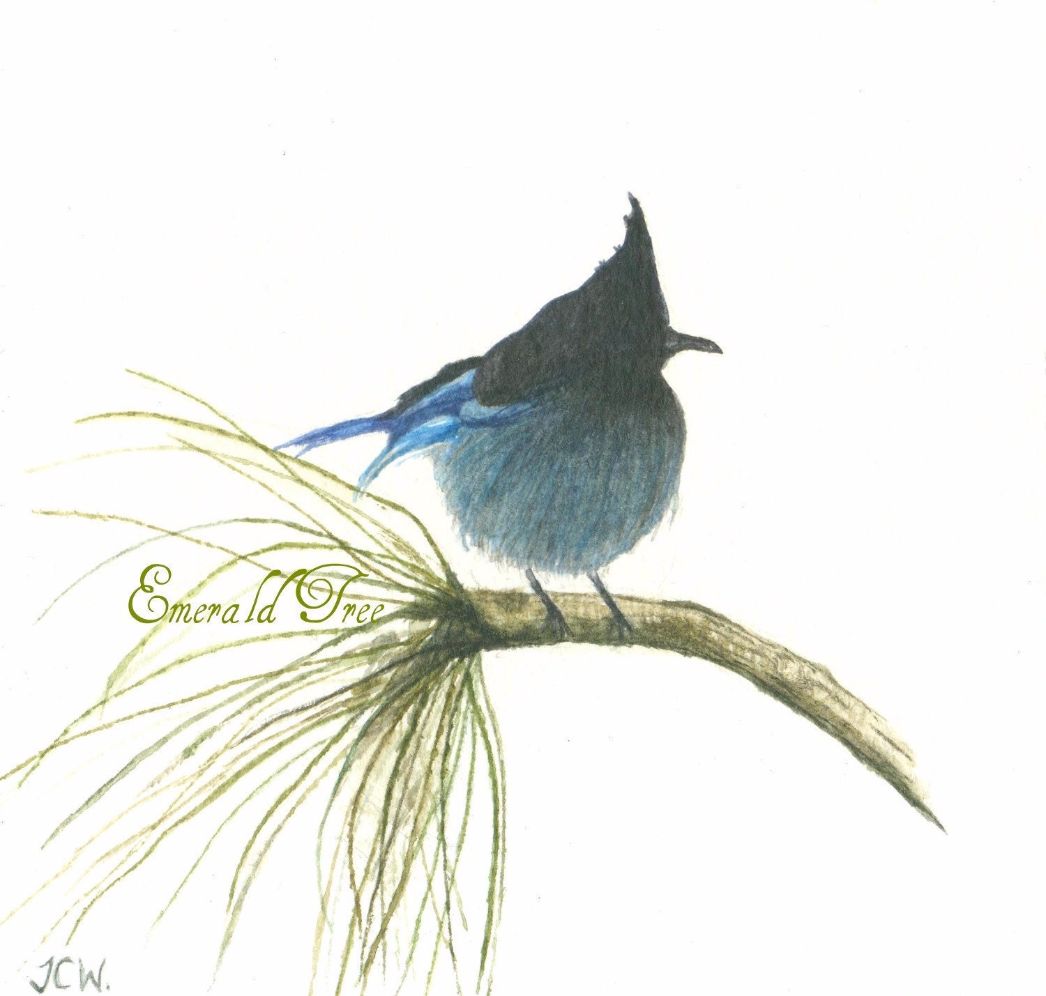 Little Stellers Jay - Blue Bird Art