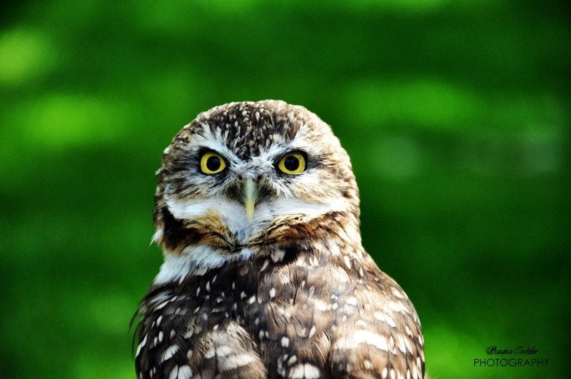 What Are You Staring At  12x18 Fine Art Photo