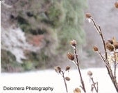 Frozen Raindrops on Winter Bushes, 5x7 Color Nature Photograph, Western North Carolina Mountains