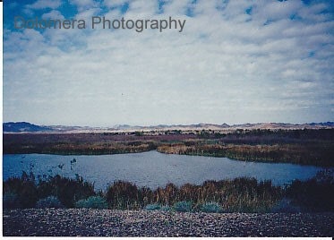 Lake and Desert Portrait, 8.5x11 Color Nature Photograph, Imperial National Wildlife Refuge, Arizona, Fine Art Print, Wall Decor