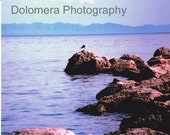 Seagull on the Rocks, 8x10 Color Nature Photograph, Salton Sea, California Desert