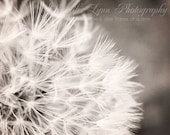 dandelion photography white brown gray grey tan macro / 8x10 Fine Art Photograph / Fancy