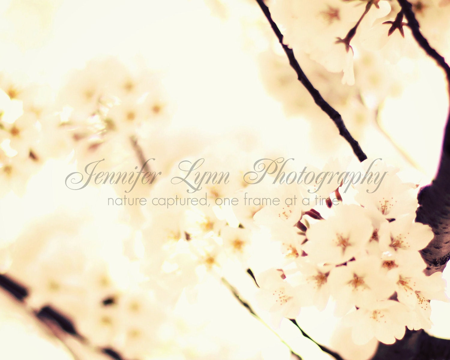 flower photography cream yellow ivory brown neutral cherry blossoms / 8x10 Fine Art Photograph / Washington DC / Cherry Blossoms n.1