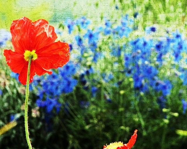 Poppies - an ode to Giverny.  8x10 Fine Art Photograph.  Red Poppies.  Blue flowers.  Home decor photography. Interior design photography.