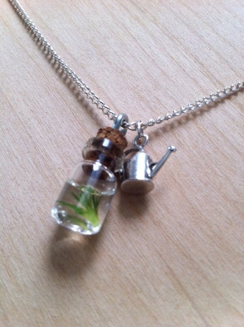 miniature terrarium