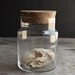 Glass Specimen Jar with Cork Top