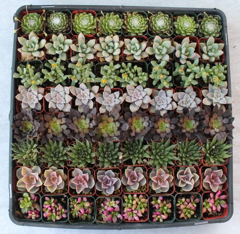 Wedding Succulent Favors  75 Gorgeous Succulents in 2" plastic containers