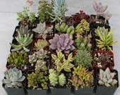 Twenty Five (25) Assorted potted Succulent Collection 2 inch plastic pots succulents great for wedding gifts & favors