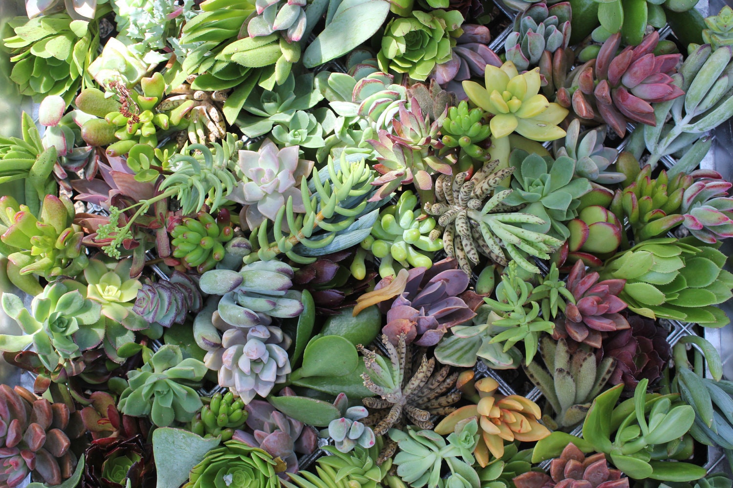 Succulent cuttings 40  (25 or more varieties) perfect for vertical wall gardens wreaths cuttings  cuttings cuttings cuttings